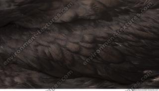 feathers animal 0002